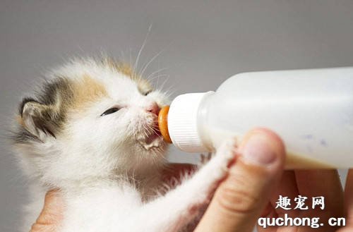小猫不吃奶该怎么办？有没有办法喂母乳？