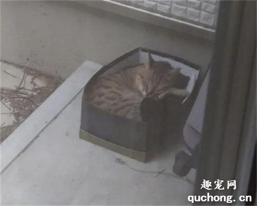 <b>网友经常听到窗外有流浪猫的叫声，于是在外面放了个纸箱后，结果...</b>