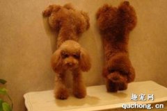 <b>怎样训练狗狗听话泰迪？</b>