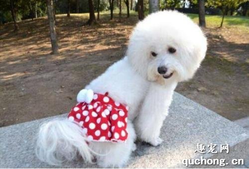 怎么测试狗狗的智商？