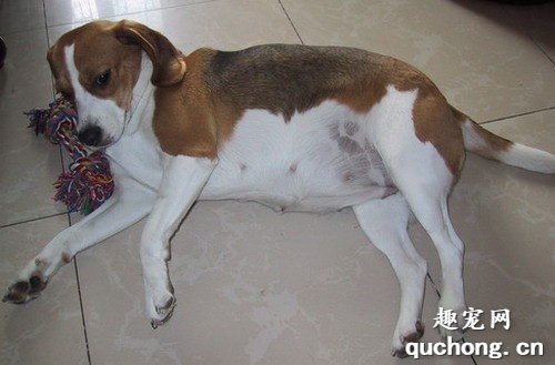 狗狗怀孕初期有哪些症状?
