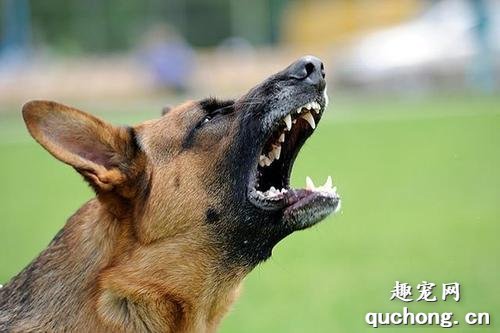 训犬师：6个技巧，让你的狗狗停止吠叫
