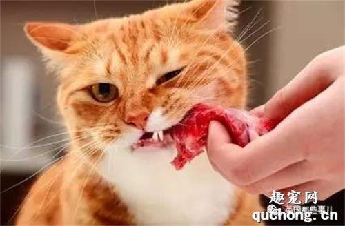 为什么兽医不让猫吃生骨肉