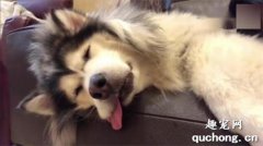 <b>狗狗睡觉时打呼噜会是什么原因?</b>