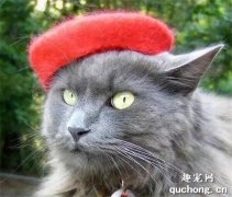 <b>当给猫咪带上帽子后，就变得超帅气！爱了爱了！</b>
