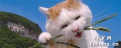猫能吃花生吗?