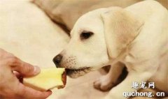 <b>狗吃苹果有什么好处?</b>