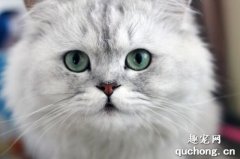 猫猫口腔疾病有哪些?