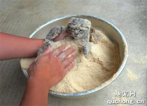 <b>小猫咪裹满面包糠，难道是要油炸？其实好心人在救它</b>