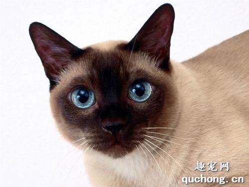 暹罗猫优点和缺点都有哪些？