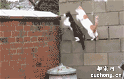 <b>两只猫同步跳上墙，本以为是王者，上墙的一瞬间...尴尬</b>