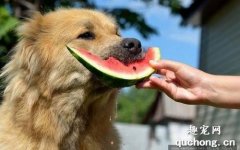 <b>狗狗能吃西瓜吗？</b>