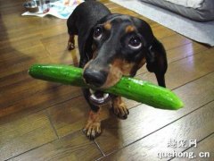狗狗能吃黄瓜吗?