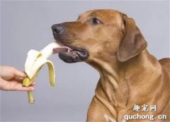 狗狗可以吃香蕉吗？