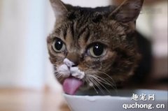 猫能喝安慕希吗？
