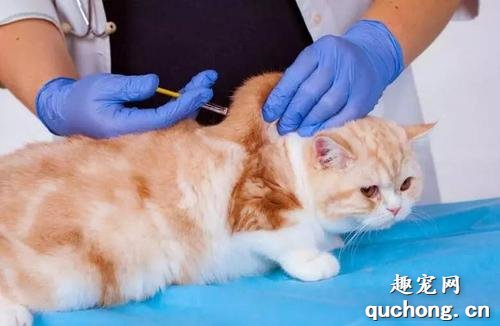 猫打完疫苗发烧正常吗?