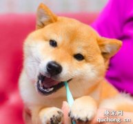 <b>怎么让小狗狗习惯刷牙?</b>