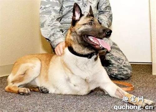 <b>这只军犬为了保护战友遭到步枪扫射，在即将被安乐死时，一个人出现了……</b>