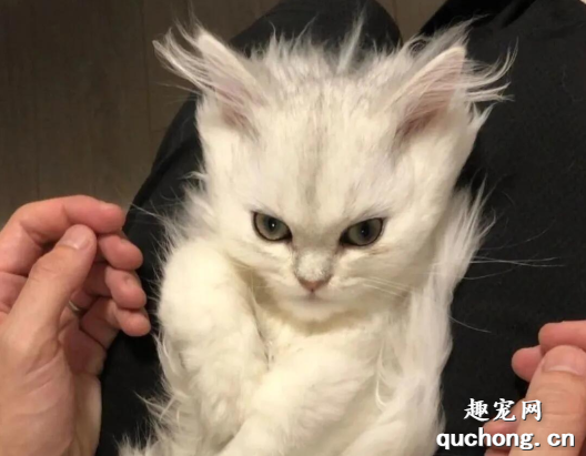<b>日本网友家猫一生气就变身：哎嘛！这不是超级赛亚猫嘛？</b>
