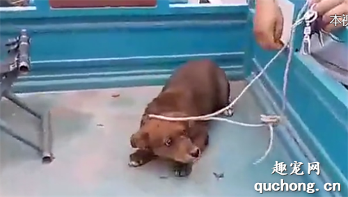 <b>被主人卖上狗肉车的狗，生命走到了尽头，无论遭遇什么都不会反抗</b>