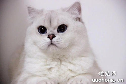英短银渐层猫的脾气