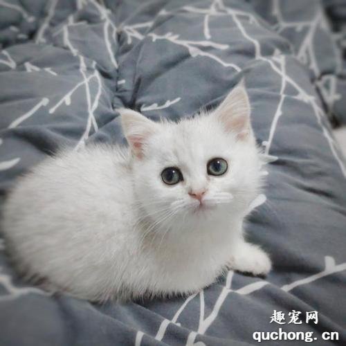 英短银渐层猫的脾气