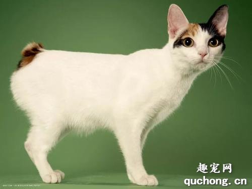 日本猫品种有哪些?
