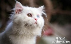 波斯猫品种有哪些？