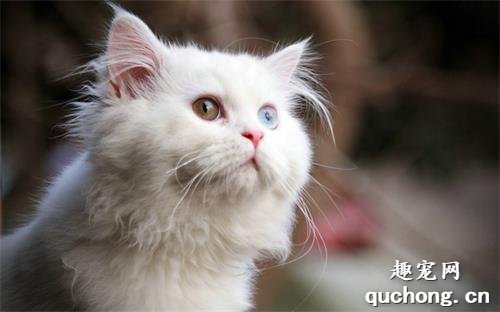 波斯猫品种有哪些?
