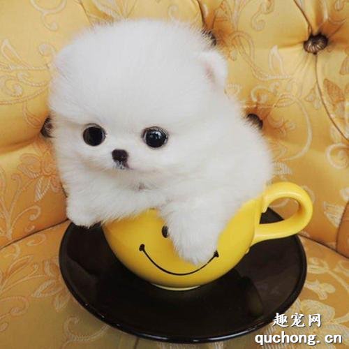 狗豆子怎么去除?