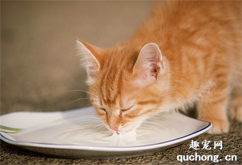 猫咪可不可以喝纯牛奶?