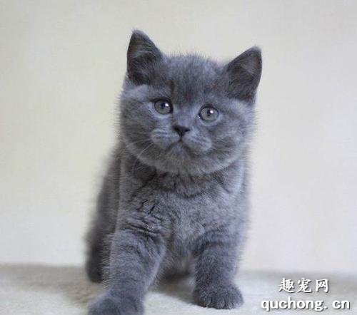 英短蓝猫怎么看纯不纯？