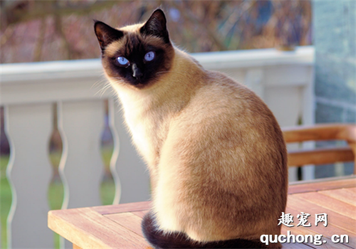 纯种暹罗猫多少钱一只？