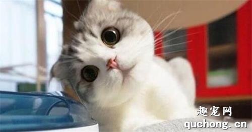 小猫眼角有泪痕跟眼屎怎么办？