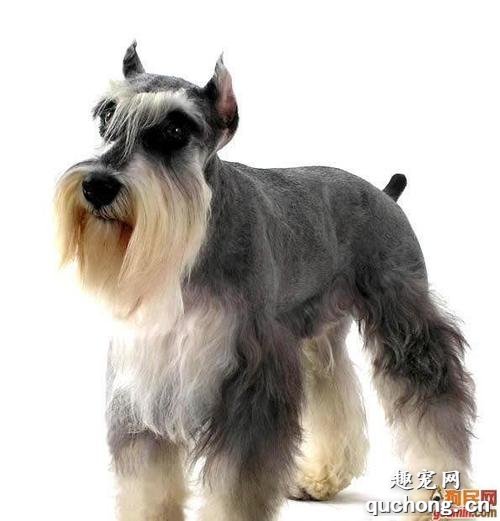 雪纳瑞经常挠身上是怎么回事?