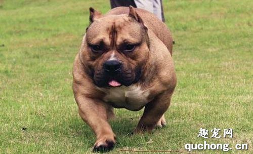 饲养恶霸犬要注意哪些事情?