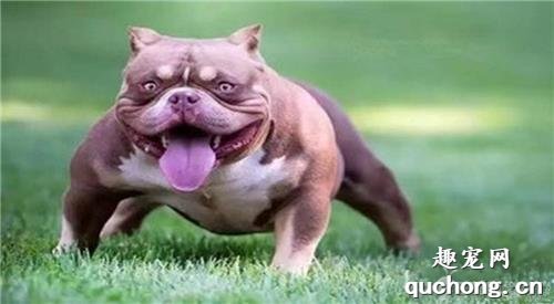 饲养恶霸犬要注意哪些事情?