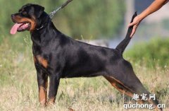 遛罗威纳犬需要注意哪些