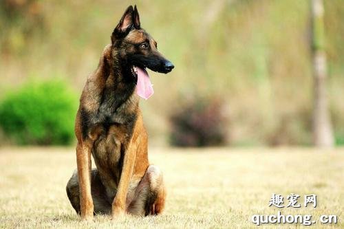 马犬身上臭味很重是什么原因导致的