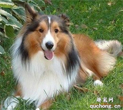 饲养苏格兰牧羊犬应该注意什么