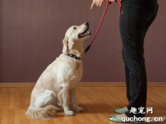 <b>为什么要训练你的狗狗？</b>