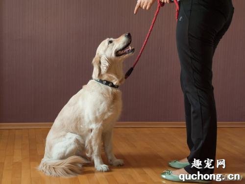 为什么要训练你的狗狗？