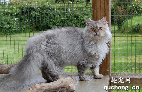 世界名猫之塞尔凯克卷毛猫品种介绍