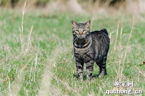 6种独特的短尾猫品种，美国和日本短尾猫上榜