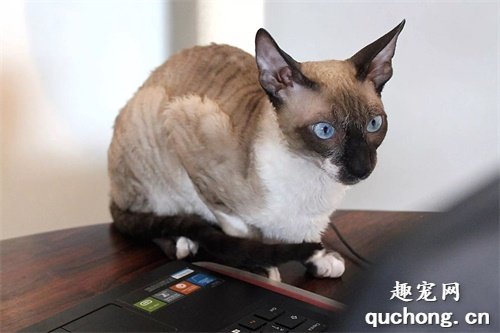 7种小体型的猫咪品种,暹罗猫只排第7名