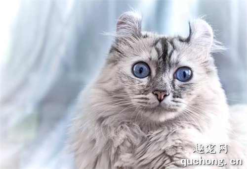 7种小体型的猫咪品种,暹罗猫只排第7名