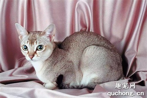 7种小体型的猫咪品种,暹罗猫只排第7名