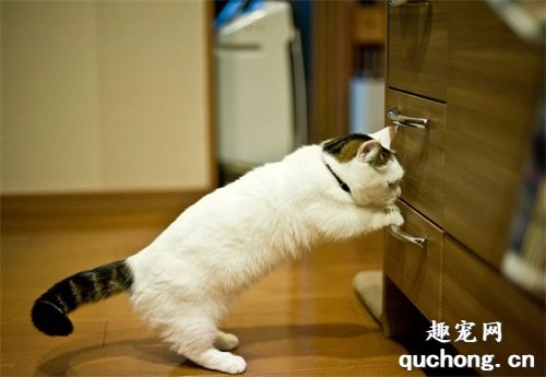 7种小体型的猫咪品种,暹罗猫只排第7名