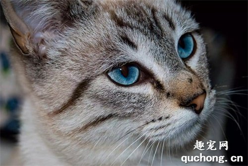 8种具有蓝色眼睛的猫咪品种
