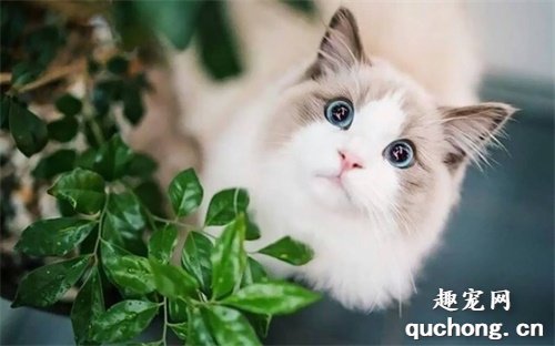 2020年十大最可爱的猫咪品种,布偶猫毫无争议第一